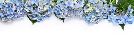 Border of blue hydrangea flowers close up