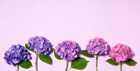Hydrangea color gradation from blue to pinkの写真素材
