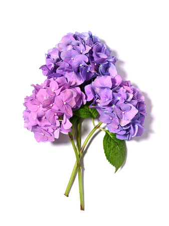 Beautiful hydrangea bouquet in purple colors