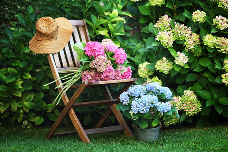 Wooden chair and beautiful hydrangea flowers in the garden