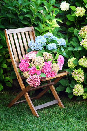Wooden chair and beautiful hydrangea flowers in the gardenの写真素材