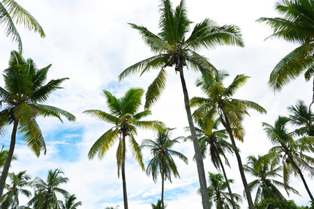 Background of beautiful coconut palms