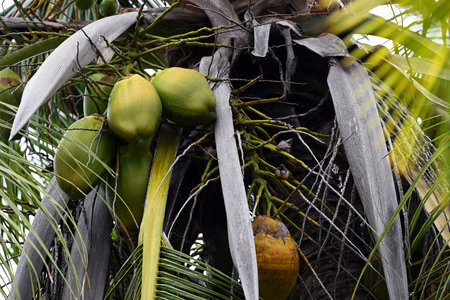 Green coconuts growing, at the top of a palm tree