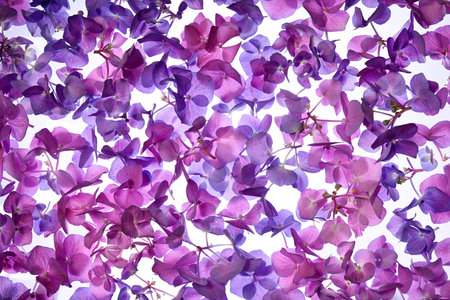 Background of hydrangea flowers close up