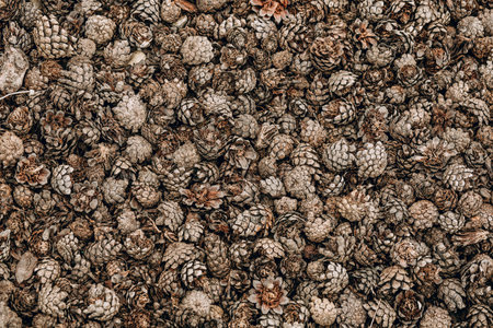 Many spruce cones of different sizes and colors lie horizontally on the ground next to each other....