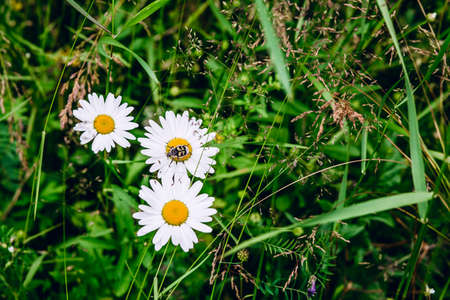 beautiful three daisies and a beetle on a background of green grass. High quality photoの写真素材