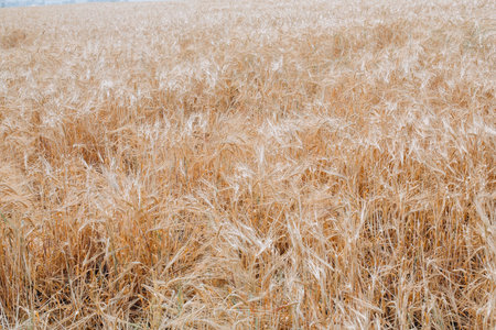 Wheat field. Ears of golden wheat close up. Beautiful Nature Landscape. Background of ripening ears of meadow wheat field. Rich harvest. High quality photoの写真素材