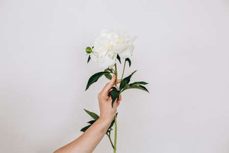 Fashion art hands of a woman in summer and flowers on her hands. Creative beautiful photo of a womans hand on a light background. Skin care. Beautiful white peony. High quality photoの写真素材
