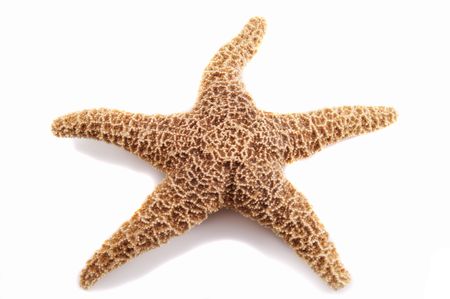 	starfishの写真素材