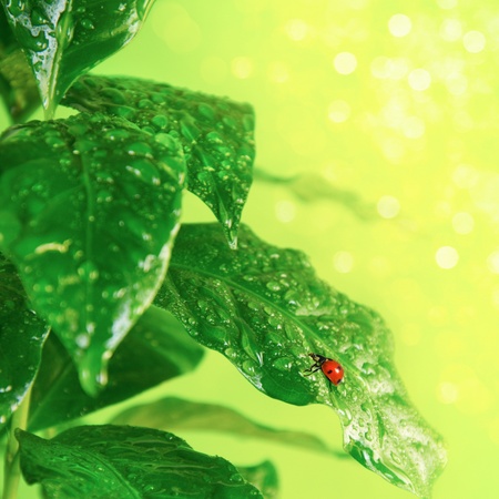 Ladybug on green leafの写真素材