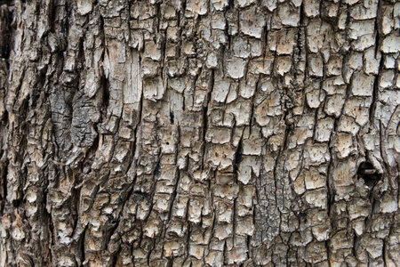 close up the texture and surface of rough tree skin