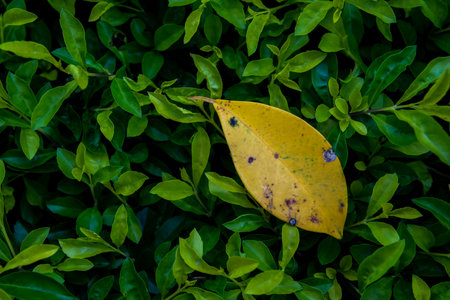 Green grass with a fallen leaf