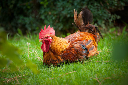 Cock in the Garden