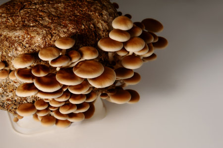 Honey mushrooms in mushrooms farm grow together in groups. Food industry. Mycelium bloc of Cyclocybe aegerita (Yanagi-matsutake), top view, closeup.の写真素材