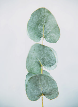 Petals of eucalyptus on a light background close-upの写真素材