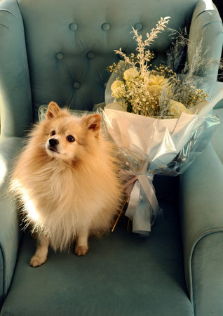 Cute spitz on blue armchair with bouquet of flowers. Pomeranian Spitz dog close-up portrait. Present...