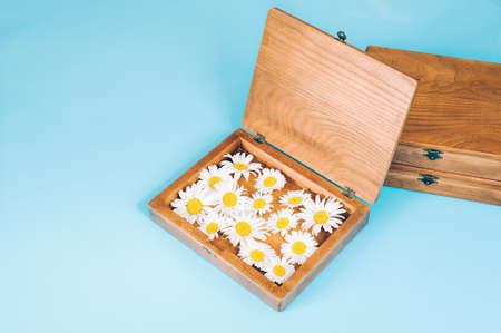 Wooden gift boxes with fresh camomiles on blue background. Craft boxes for keeping pictures, top view, flat lay.の写真素材