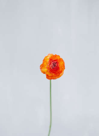 Red clove flower, isolated. Valentine's background with copy space. Wedding's card. Spring and summer natural flower. Greeting card design.の写真素材