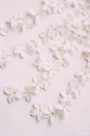 White lilac flowers on white background, top view, isolated, flat lay. Flowers composition. Pattern...