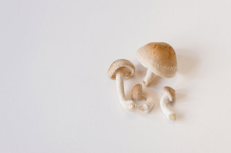 Fresh shiitake mushrooms lie on a white background. Top view close up with copy space.の写真素材