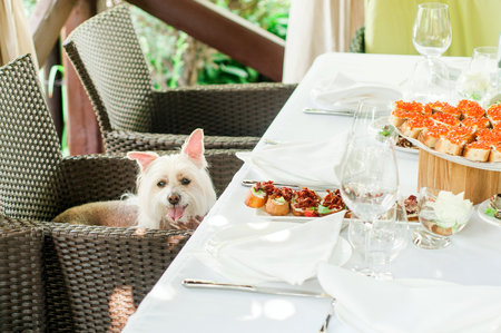 Dinner with pets. Little white dog sitting on a wicker chair near dining table with appetizer...
