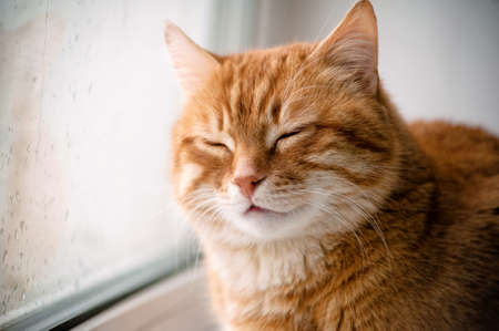 Big red cat sitting at the window. Portrait close-upの写真素材