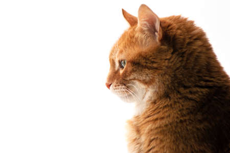 Beautiful fluffy red cat at white background close up.の写真素材