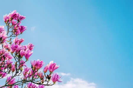 Blooming pink magnolia flowers and blue skyの写真素材