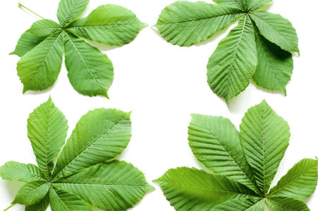 Chestnut leaves isolated on a white background. Summer mockup with green leaves. Top view with copy space.の写真素材