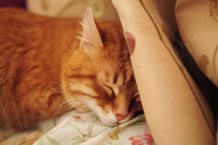 Sleeping cute ginger cat in a home bed. Domestic adult senior tabby cat having a rest. Pet therapy.の写真素材