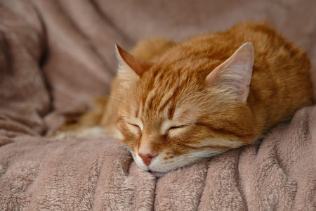 Sleeping cute orange fluffy cat in a home bed. Close-up portrait. Domestic adult senior tabby cat...