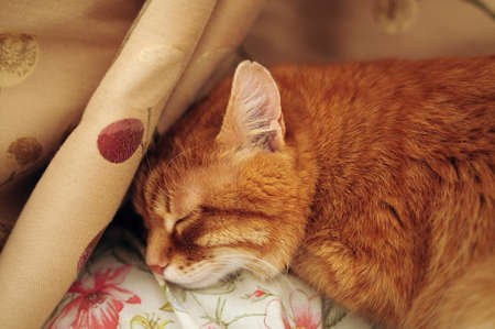 Sleeping cute ginger cat in a home bed. Domestic adult senior tabby cat having a rest. Pet therapy.の写真素材