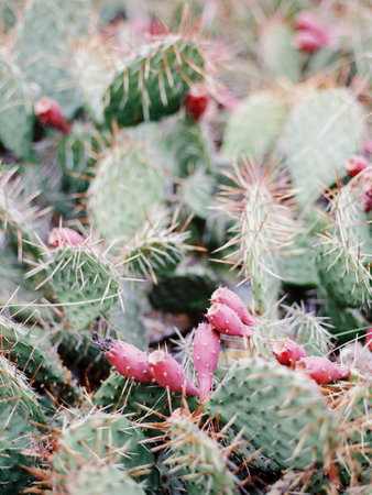Natural green cacti with pink blooming. Fresh flowers with large thorns close upの写真素材
