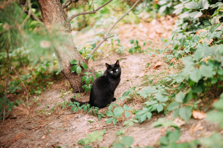 Adorable domestic black cat in green summer park looking in cameraの写真素材