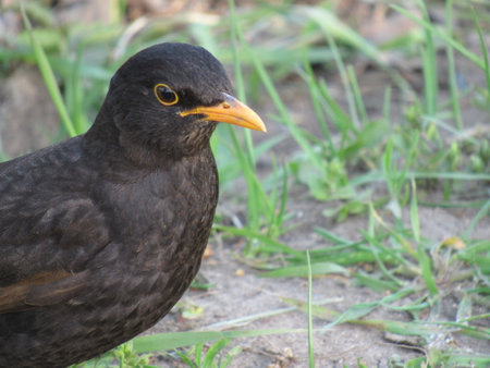 Male common blackbird (Turdus merula) close-upの写真素材