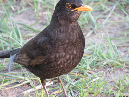 A male common blackbird Turdus merula stands on the ground with green grass in close-upの写真素材