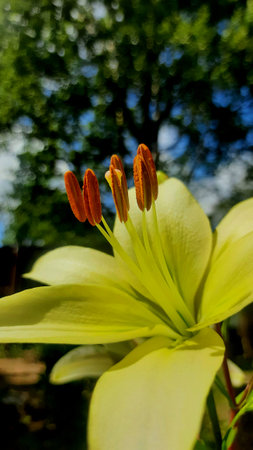 Yellow lily close-up on the background of natureの写真素材