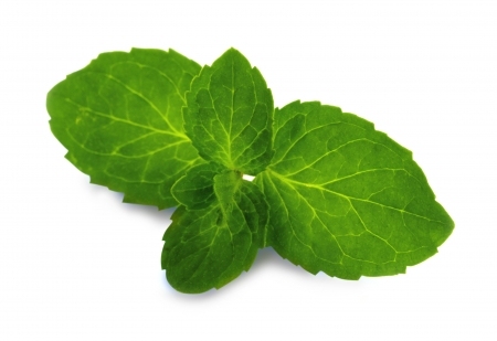 Mint leafの写真素材