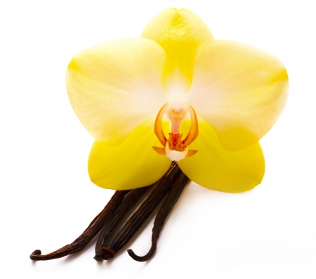 Vanilla sticks with flowerの写真素材