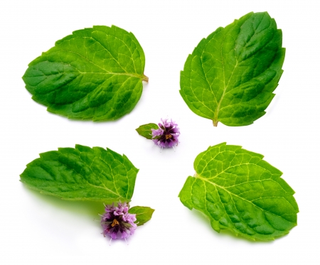Mint leaf with flowerの写真素材