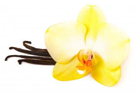 Vanilla sticks with flowerの写真素材