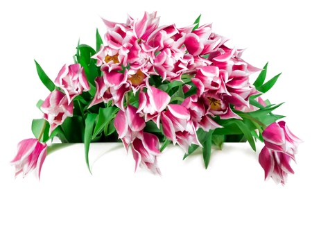 Bouquet of tulipsの写真素材