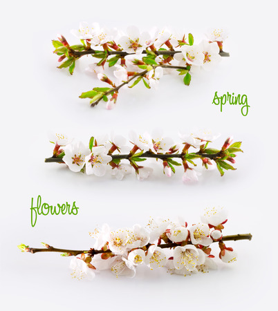 Spring flower of cherry and plum treesの写真素材