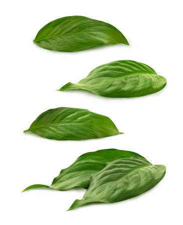 Group of green leaves on the white backgroundの写真素材
