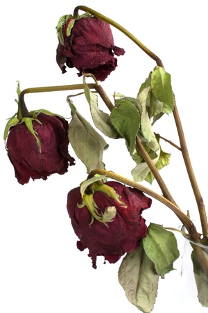 Three wilted roses on white backgroundの写真素材