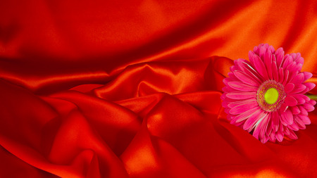 One gerbera flower on a background from silk color  fabricの写真素材