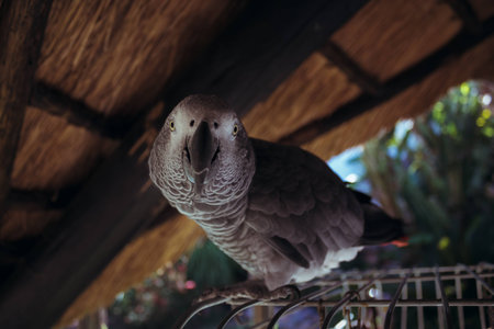 real live African parrot at home next to his cellの写真素材