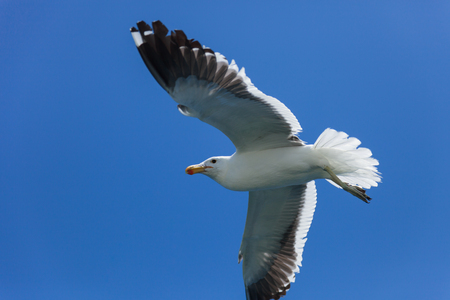 seagulls flying high in the blue air, waving their wings over the oceanの写真素材
