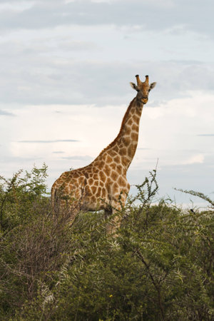 giraffe in the bush at sunset against the skyの写真素材
