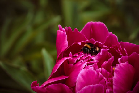 One ordinary bumblebee in pink peonies on backgroundの写真素材